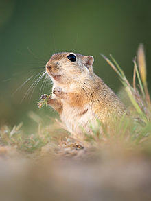 Indian Desert Jird.jpeg