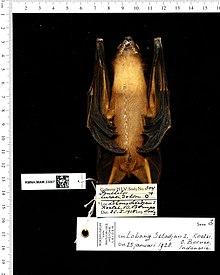 Naturalis Biodiversity Center - RMNH.MAM.33067 ven - Penthetor lucasi - skin.jpeg