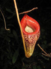 Nepenthes talangensis1.jpg