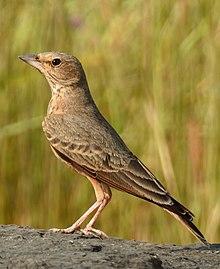 Rufous-tailed Lark Ammomanes phoenicura by Dr. Raju Kasambe DSCN8807 (7).jpg