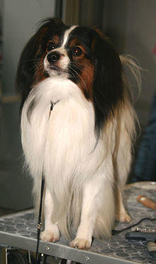 Spaniel miniaturowy kontynentalny phalene 00.jpg