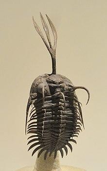 Walliserops trifurcatus, Early Devonian, Timrhanrhart Formation, Jbel Gara el Zguilma, Draa Valley, Morocco - Houston Museum of Natural Science - DSC01584.JPG