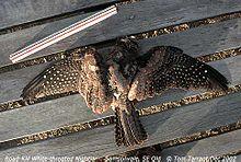 White-throated nightjar roadkill.jpg