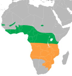 Map of Africa showing highlighted range. Year-round range covers most of equatorial Africa. Summer range covers southern much of southern Africa.