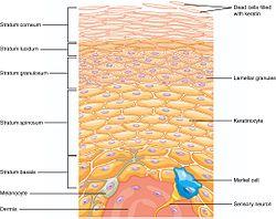 502 Layers of epidermis.jpg
