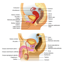 Female and male Organs.png