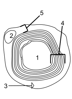 Myelin sheath (1).svg