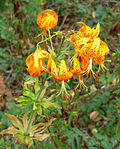 Lilium humboldtii 1.jpg