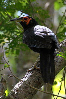 20110920 Riviere de la Bleue Crow Honeyeater d.jpg