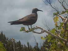 Anous tenuirostris 01.jpg