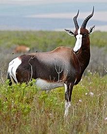 Bontebok (Damaliscus pygargus pygargus) (30573334994).jpg