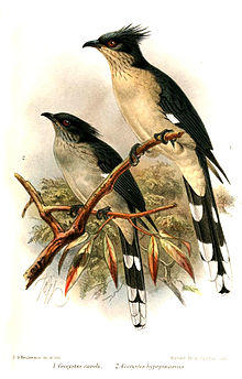 CoccystesKeulemans.jpg