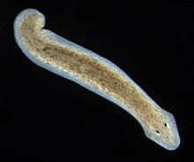 Dugesia subtentaculata 1.jpg