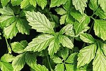 Kluse - Gynostemma pentaphyllum - Jiaogulan 01 ies.jpg