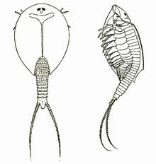 LepidurusGlacialis.png