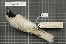 Naturalis Biodiversity Center - RMNH.AVES.136546 2 - Metabolus rugensis (Hombron & Jacquinot, 1841) - Monarchidae - bird skin specimen.jpeg