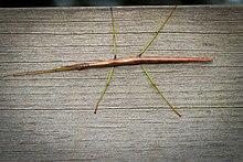 Northern Walkingstick (Diapheromera femorata) (21144673140).jpg