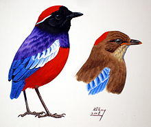 Pitta granatina gránátpitta.jpg