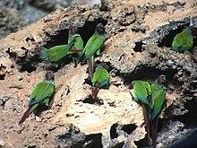 Pyrrhura pfrimeri 29229562.jpg