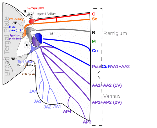 Sclerites of insect wing.svg