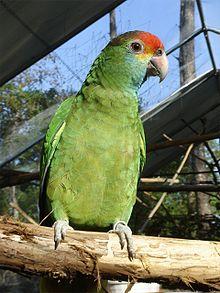 Amazona rhodocorytha -RSCF-8a.jpg