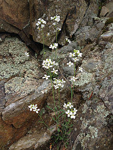 Arabidopsis lyrata - Lyre Leaf Rock Cress.jpg