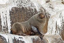 Arctocephalus pusillus - SE Tasmania.jpg