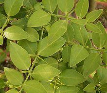 Azima tetracantha 01 ies.jpg