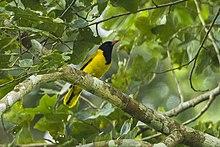 Black-winged Oriole - Kakum NP - Ghana 14 S4E2635 (16202996242).jpg