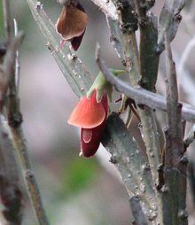 Bossiaea walkeri.jpg