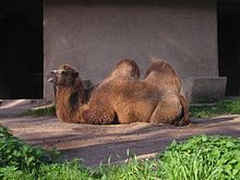 Cammello (Bioparco di Roma).jpg