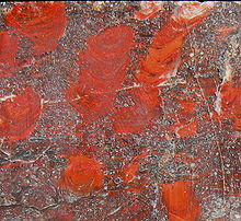 Collenia undosa Minnesota.jpg