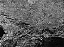 Photograph of part of the skin impression of the shoulder region