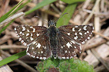 Grizzled skipper (Pyrgus malvae).jpg