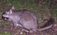 Lagostomus maximus - Parc National El Palmar en Argentine (Entre-Rios).jpg