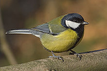 Parus major male.jpg