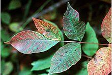 Toxicodendron vernix.jpg