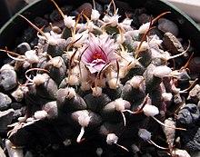 Turbinicarpus bonatzii (9312510484).jpg