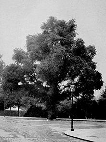 Ulmus minor 'Sowerbyi', Cambridge 1914.jpg