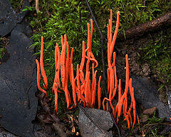 Clavulinopsis corallinorosacea.jpg