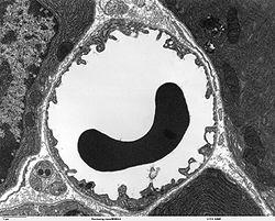 A red blood cell in a capillary, pancreatic tissue - TEM.jpg