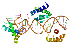 Protein SOX2 PDB 1gt0.png