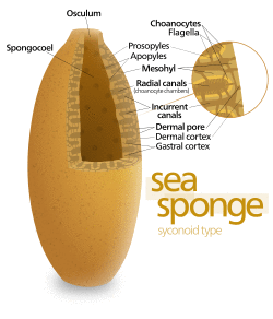 Diagram of a syconoid sponge