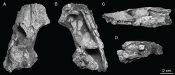 Shamosuchus djadochtaensis.PNG