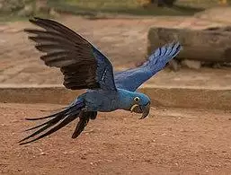 Hyacinth macaw (Anodorhynchus hyacinthinus) in flight.JPG