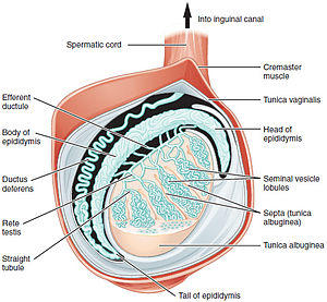 Figure 28 01 03.JPG