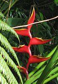 Heliconia bihai 01 by Line1.jpg