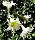 LiliumPhillipinenseFlora6.jpg