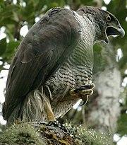 Accipiter henstii.jpg