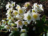 Helleborus niger Ende Februar.JPG